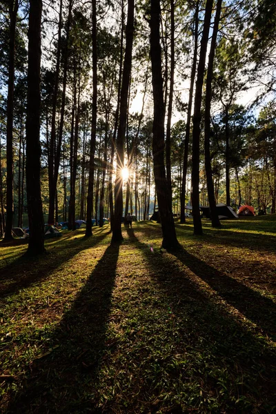 Fair Light Sun Shadow Pine Trees Afternoon Camping Area Pang — Stock fotografie