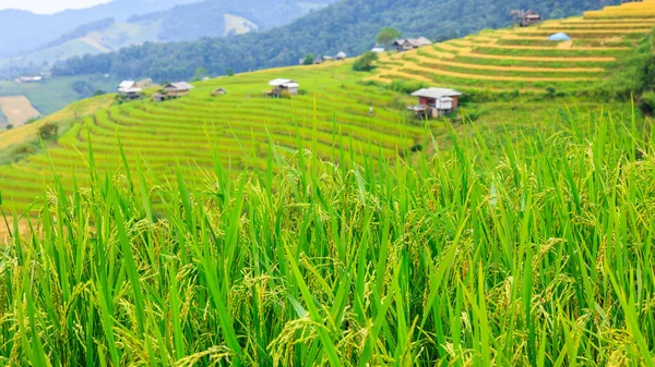 Close Aers Rice Seeds Ear Paddy Rice Terraces Bong Piang — Stockfoto