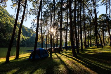 fair light from the sun and shadow of the pine trees in afternoon at the camping area, Pang-Ung  Mae Hong Son, North of Thailand, in the winter season, travel nature concept,