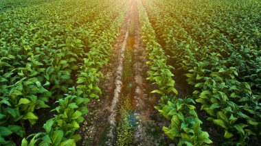 Agricultural tobacco green leaves and texture plantation farmland and over sunlight process. aerial photograph drone point of view.