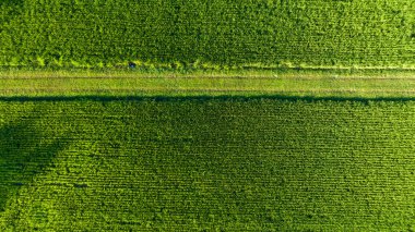 path on green paddy green rice field plantation, aerial top view from drone camera for abstract background