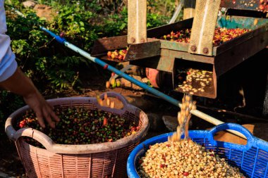farmer hand and coffee bean machine process in factory at chiangrai thailand.