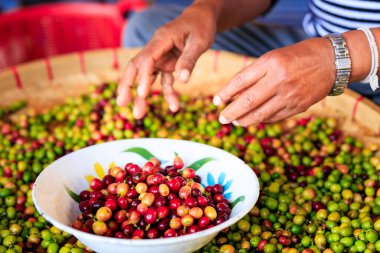 Kahve çekirdeklerinin kalitesini ve rengini çiftçi eliyle ayırmak. Açılı görüntü görüntüsü