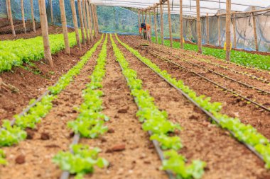 Çiftçi organik bitki yetiştirme çiftliği, seçici odak