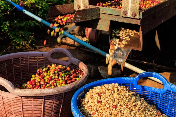 Vörös Bogyós Kávébab Gép Folyamat Gyári Chiangrai Thaiföld — Stock Fotó