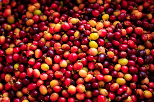 Organiczne Czerwone Wiśniowe Ziarna Kawy Pełnej Kadrze Widok Góry — Zdjęcie stockowe