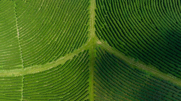 Сельскохозяйственная Зона Зеленой Чайной Плантации Горе Северу Чианг Рай Таиланд — стоковое фото