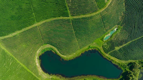 茶園の農業地帯とチエンライの北側の山間谷の池ドローンからの空中写真 — ストック写真