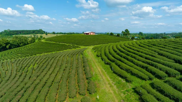 Área Agrícola Plantação Chá Verde Montanha Norte Chiang Rai Tailândia — Fotografia de Stock