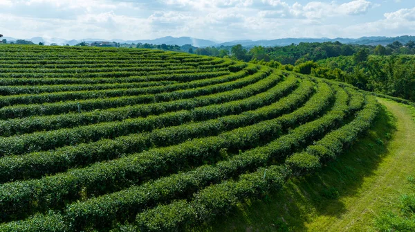 Jordbruksareal Grönt Plantage Berget Norr Chiang Rai Thailand Antenn Visa — Stockfoto