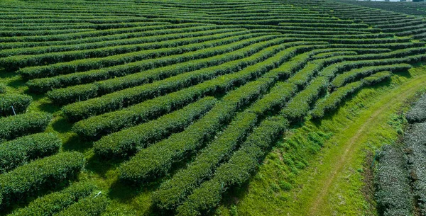 Chiang Rai Thailand Dağının Kuzeyindeki Yeşil Çay Çiftliğinin Tarım Alanı — Stok fotoğraf