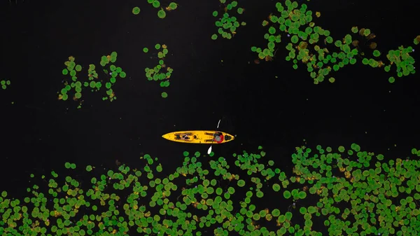 Воздушный Вид Сверху Человека Гребля Байдарках Зеленом Листьев Лотоса Над — стоковое фото
