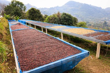 Seçici odak noktası, çiğ kahve çekirdekleri, Chiang Rai Tayland 'ın kuzeyindeki fabrikada güneş ışığı tarlalarında kahve kurutma işlemi., 