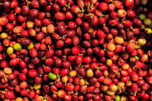 Organikus Szín Piros Bogyós Kávébab Teljes Keret Felső Nézet — Stock Fotó