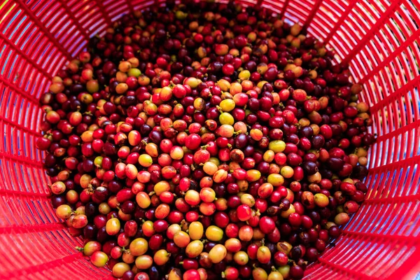 Biologische Rode Kers Gele Koffiebonen Rode Mand Bovenaanzicht — Stockfoto