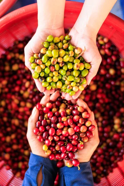 Zbliżenie Selektywne Ostrość Rolnik Kobieta Pokazując Świeżo Zebrane Kawy Multi — Zdjęcie stockowe