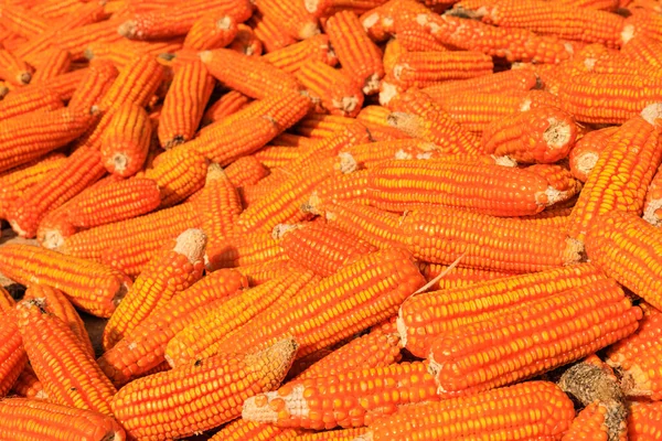 Teljes Keret Felső Nézet Nyers Szárított Kukorica Hüvelyek Vagy Kukoricamagok — Stock Fotó