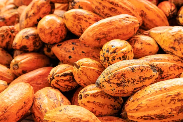 Organic ripe cocoa pods in plantation, close up selective focus,
