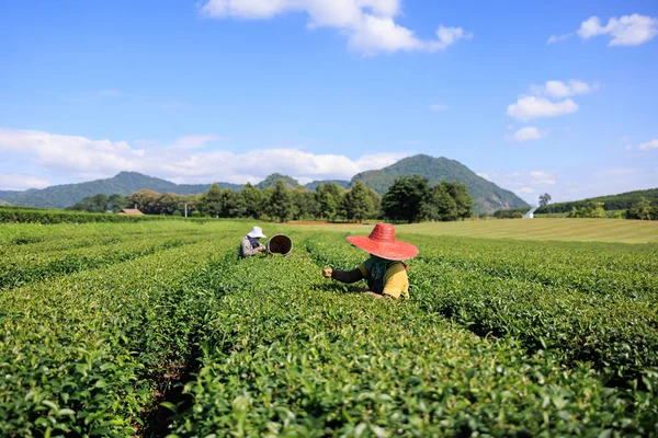 Två Bönder Kvinnor Plockar Små Gröna Teblad Jordbruksmark Chiang Mai — Stockfoto