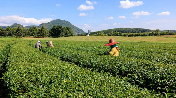 Två Bönder Kvinnor Plockar Små Gröna Teblad Jordbruksmark Chiang Mai — Stockfoto