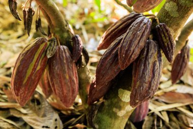 Kakao kabukları tarımda ağaçta meyveler ve güneş ışığı arka planında.