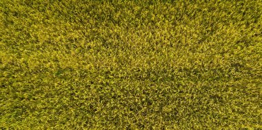 Hasat mevsiminde altın çeltik tarlası. Tarımsal ekinlerle ekilmiş ve yukarıdan çekilmiş güzel bir tarla. arkaplan abstrac için