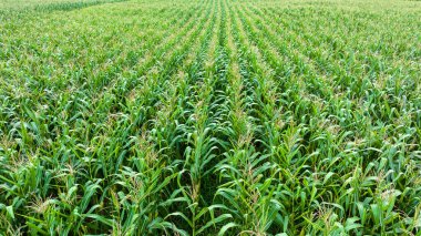 Kırsal tarım sanayi bölgesinde büyüyen mısır tarlasının insansız hava aracı fotoğrafı, soyut arkaplan için.,