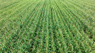 Kırsal tarım sanayi bölgesinde büyüyen mısır tarlasının insansız hava aracı fotoğrafı, soyut arkaplan için.,