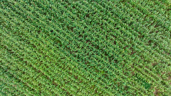 Aerial Top View Photo Drone Growing Maize Field Rural Agricultural — Stock Photo, Image