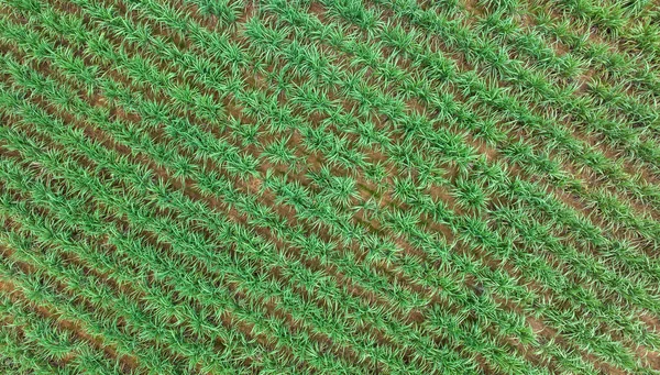 Levegő Tetejére Néző Cukornád Növények Növekvő Területen Fénykép Drón Lövés — Stock Fotó