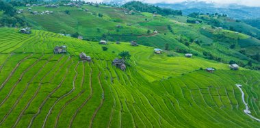 Tayland 'ın kuzeyinde Ban Pa Bong Piang Chiang Mai Eyaleti' ndeki pirinç tarlalarının manzarası.