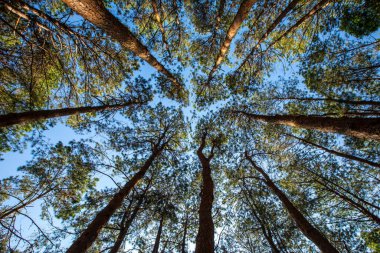 Güzel Çam Yapraklı Orman Ağaçları Ormanı Tepesi 'ne bakıyorum. Alt Görünüm Geniş Açı Arkaplan Greenwood Ormanı. mavi gökyüzü arkaplanı,