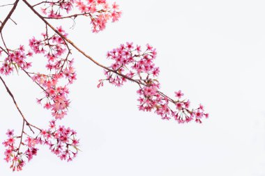 Bahar mevsiminde vahşi Himalaya Kiraz Çiçekleri, Prunus cerasoides, Pembe Sakura Çiçeği beyaz arka planda, duvar kağıdı kartonu ve hediye kartı için izole edilmiş.,