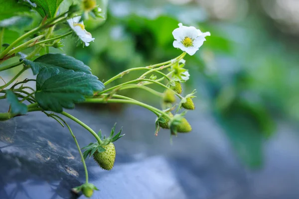 close up strawberry blossom, White strawberry flowers with green leaves in the garden,