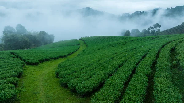 Tea Plantation, Chiangrai Province, tea plantation in the north of Thailand with an early morning mist. mountain background in the rainy season, This place is famous for green tea and eco tourism site.