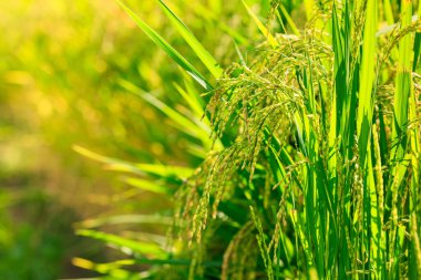 Paddy Bulanık Bokeh 'in kulağındaki pirinç tohumlarına yaklaş.,