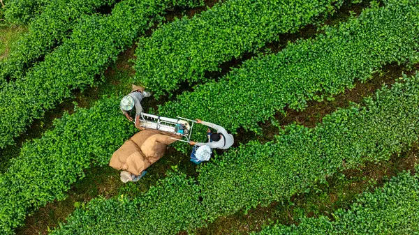 Farmer harvesting a crop of green tea leaves