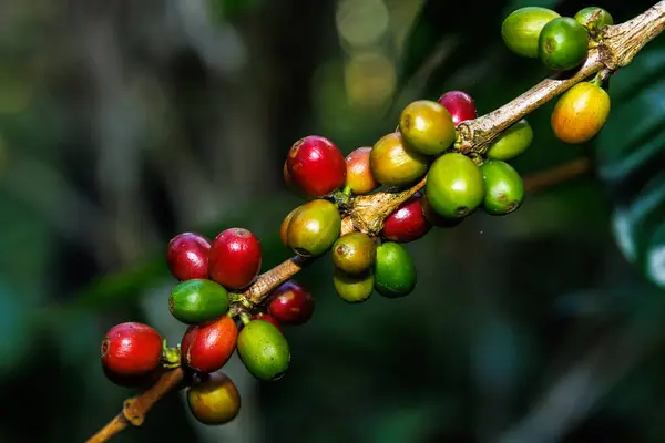 cherry coffee beans on the branch in the coffee plantation in the valley, coffee planting project in the forest at Doi Thep Sadet Didtrict, Chiang Mai, Thailand, natural light bokeh background,