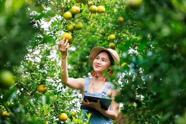 Orange farm female owner inspecting quality tangerine fruits products in her garden,