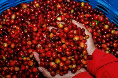 Taze kırmızı çiğ böğürtlen, el ele tutuşan kahve çekirdekleri, organik kahve çekirdekleri tarım, çiftçi konsepti.,