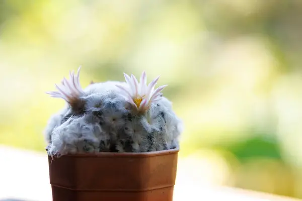 Közel Kis Tiny Kaktusz Virágzik Természetes Fény Háttér Stock Kép