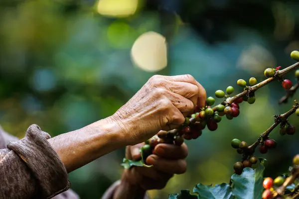 할머니는 계곡에있는 농장에서 숲에서 커피를 이니셔티브에 프로젝트 Thep에 치앙마이 스톡 사진