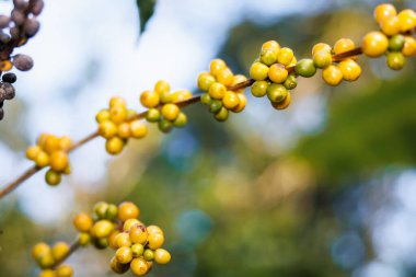 yellow coffee beans on the branch in the coffee plantation in the valley, coffee planting project in the forest at Doi Thep Sadet Didtrict, Chiang Mai, Thailand, natural light bokeh background, clipart