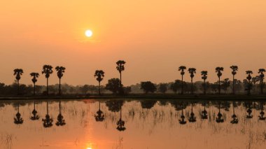 manzara manzarası silueti ve sabah vakti palmiye ağacının yansıması.