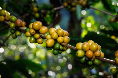 close up of coffee beans in branch plantation organic farm. on the foot of the mountain.
