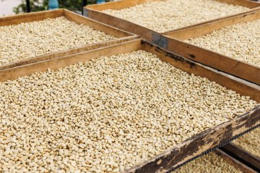 Kahve çekirdekleri doğal güneş kurutma işlemi, rafta., 