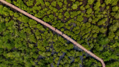 Tahta köprünün havadan görünüşü, Koh Chang, Trat, Tayland 'daki mangrov orman yolu..