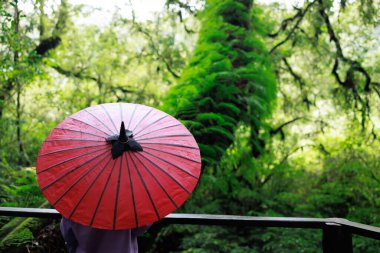 Botanik bahçesinde kırmızı şemsiyeli turist kız, Chiang Mai Tayland 'da yağmur mevsiminde.