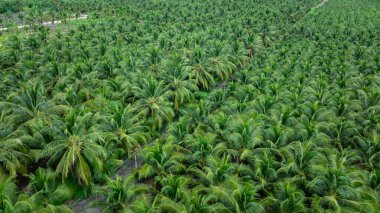 Tayland 'da hava manzaralı palmiyeler ya da hindistan cevizi ağacı fidanı.