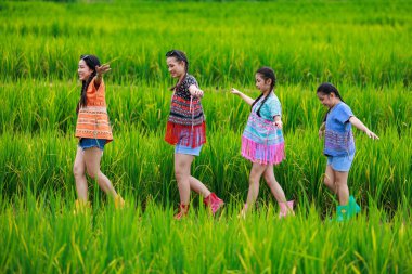 Asyalı bir grup kadın, Tayland 'ın Chiangmai şehrinde sabah sisinde Ban pa bong piang' ın yeşil pirinç terasında turist olarak seyahat ediyor..